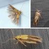 Stathmopoda sp.